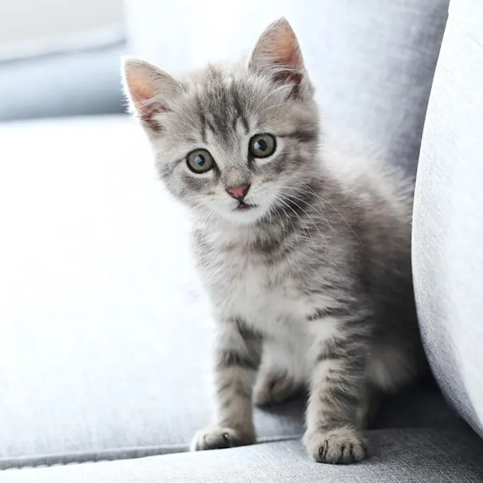 Gato gris, el más peludo de la casa